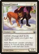 Trained Caracal (RTR-027) - Return to Ravnica Foil